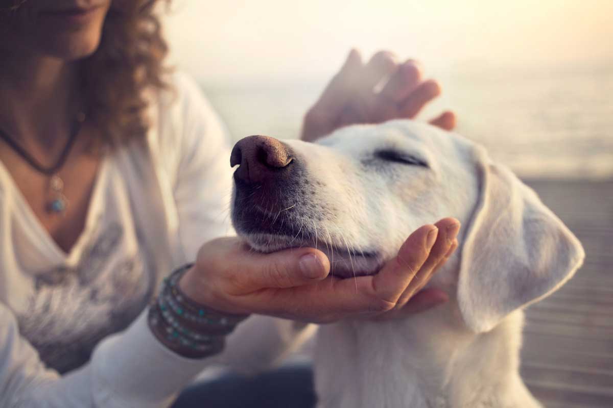 How Pets Aid In Recovery