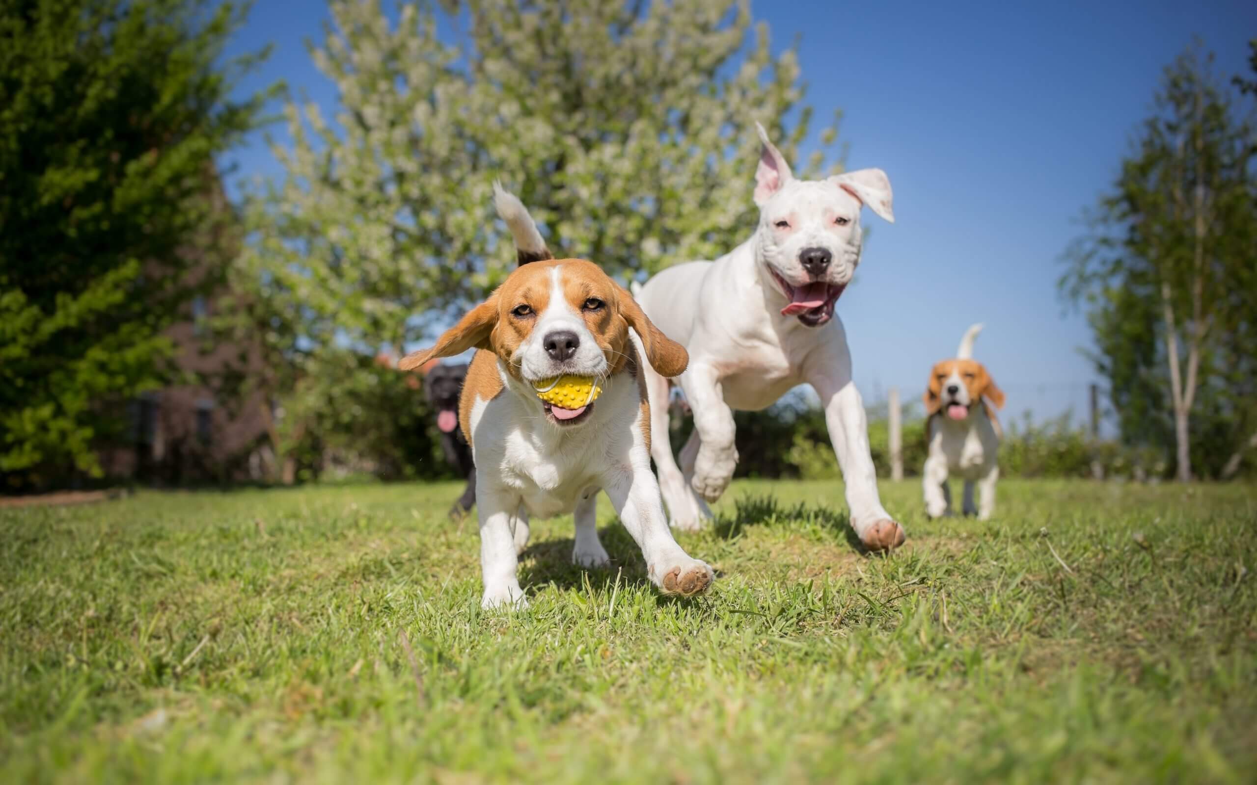 Pet Therapy in Addiction Recovery: How Animals Can Heal